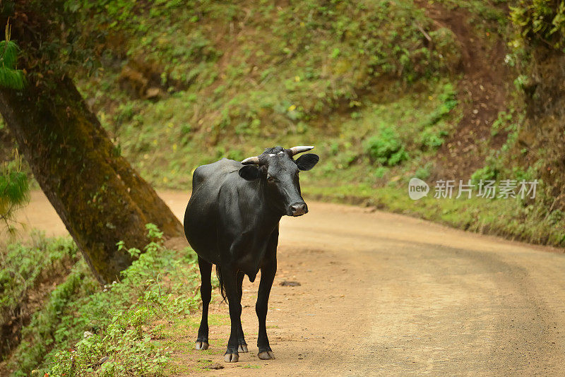 墨西哥瓦哈卡乡村公路上的好奇牛- 2